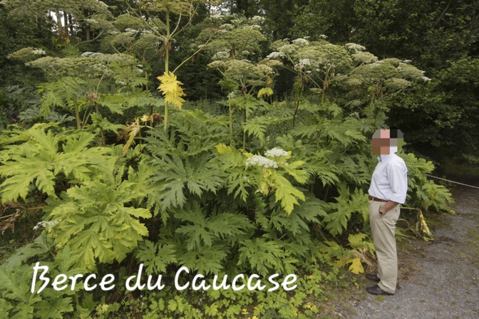 Berce du Caucase