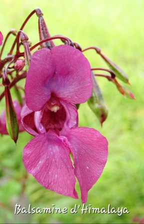 Balsamine de l'Himalaya