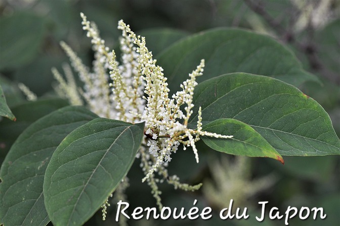 Renouée du Japon