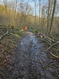 Coupe et élagage des arbres tombés suite aux vents violents dans les bois de la grande Hulle 1.jpg