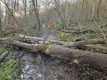 Coupe et élagage des arbres tombés suite aux vents violents dans les bois de la grande Hulle 2.jpg